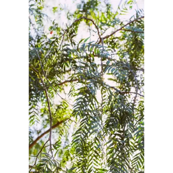 Organic Mahogany Plants